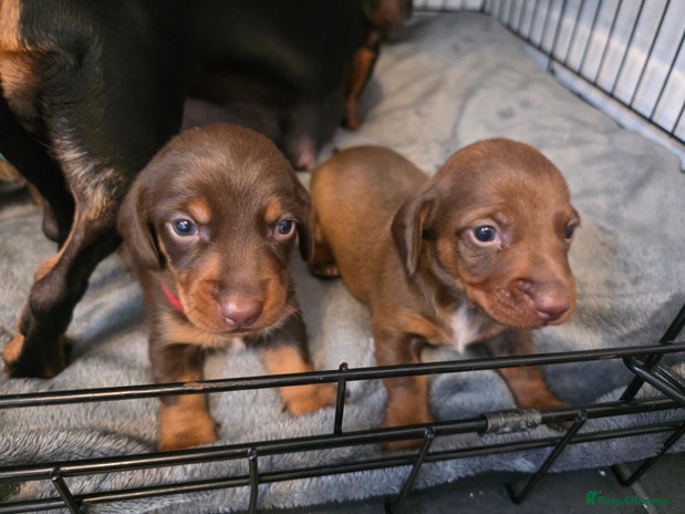 Dachshund dogs Dachshund - Advert 3