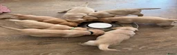 Labrador Retriever dogs for sale: K.C.Reg Superb Labrador Puppies - Advert 2