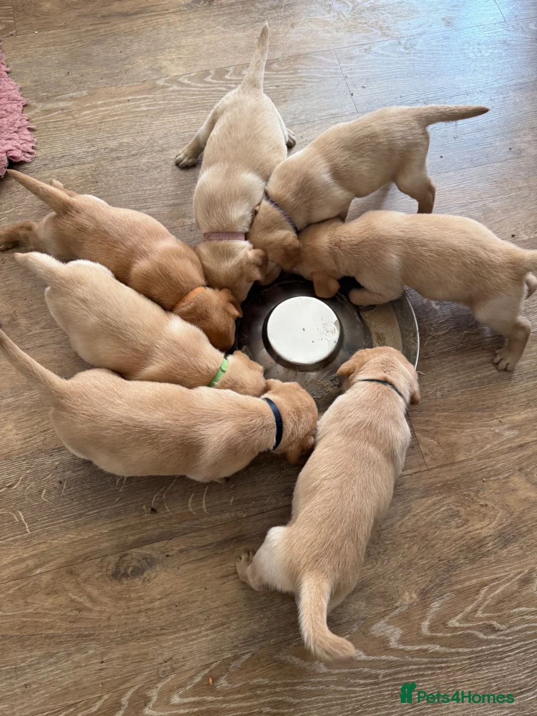 Labrador Retriever dogs for sale: K.C.Reg Superb Labrador Puppies - Advert 2