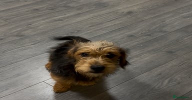 Mixed Breed dogs CAVAPOO X YORKI Male pup available  - Advert 13