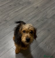 Mixed Breed dogs CAVAPOO X YORKI Male pup available - Advert 13