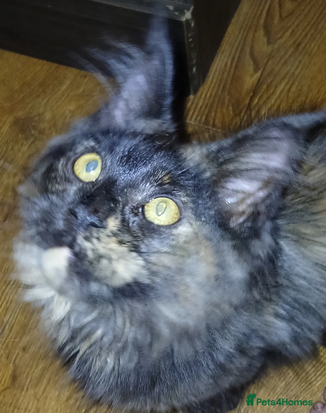 Maine Coon cats for sale: TICA active reg girl kitten health tested! - Advert 2