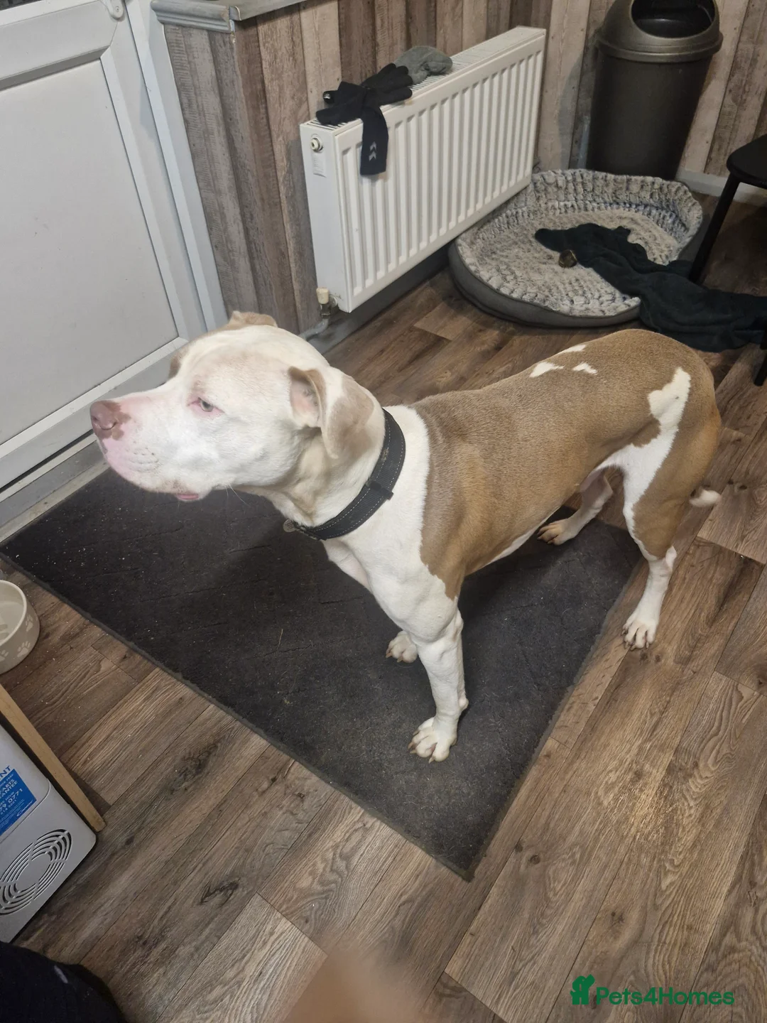 American Bulldog dogs for sale: Male American bulldog  - Advert 4