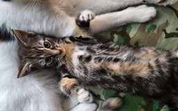 Mixed Breed cats for sale: Cute male kitten looking for a loving home - Image 9