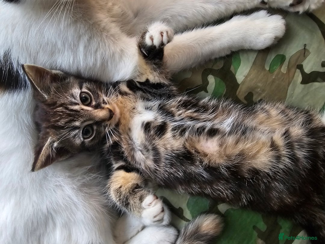 Mixed Breed cats for sale: Cute male kitten looking for a loving home - Image 9