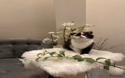 British Shorthair cats for sale: Lilac,Blue,BiColours & Colourpoint Registered  - Image 19