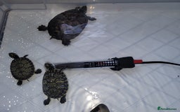 Turtle reptiles for sale: TURTLES FOR SALE - Image 13