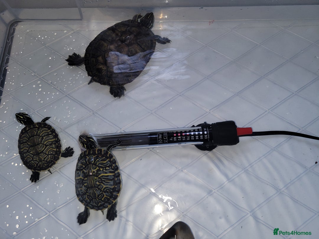 Turtle reptiles for sale: TURTLES FOR SALE - Image 13