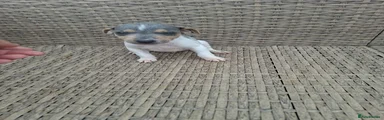 Jack Russell 1