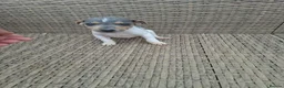 Jack Russell dogs for sale: Jack russell pup - Advert 2