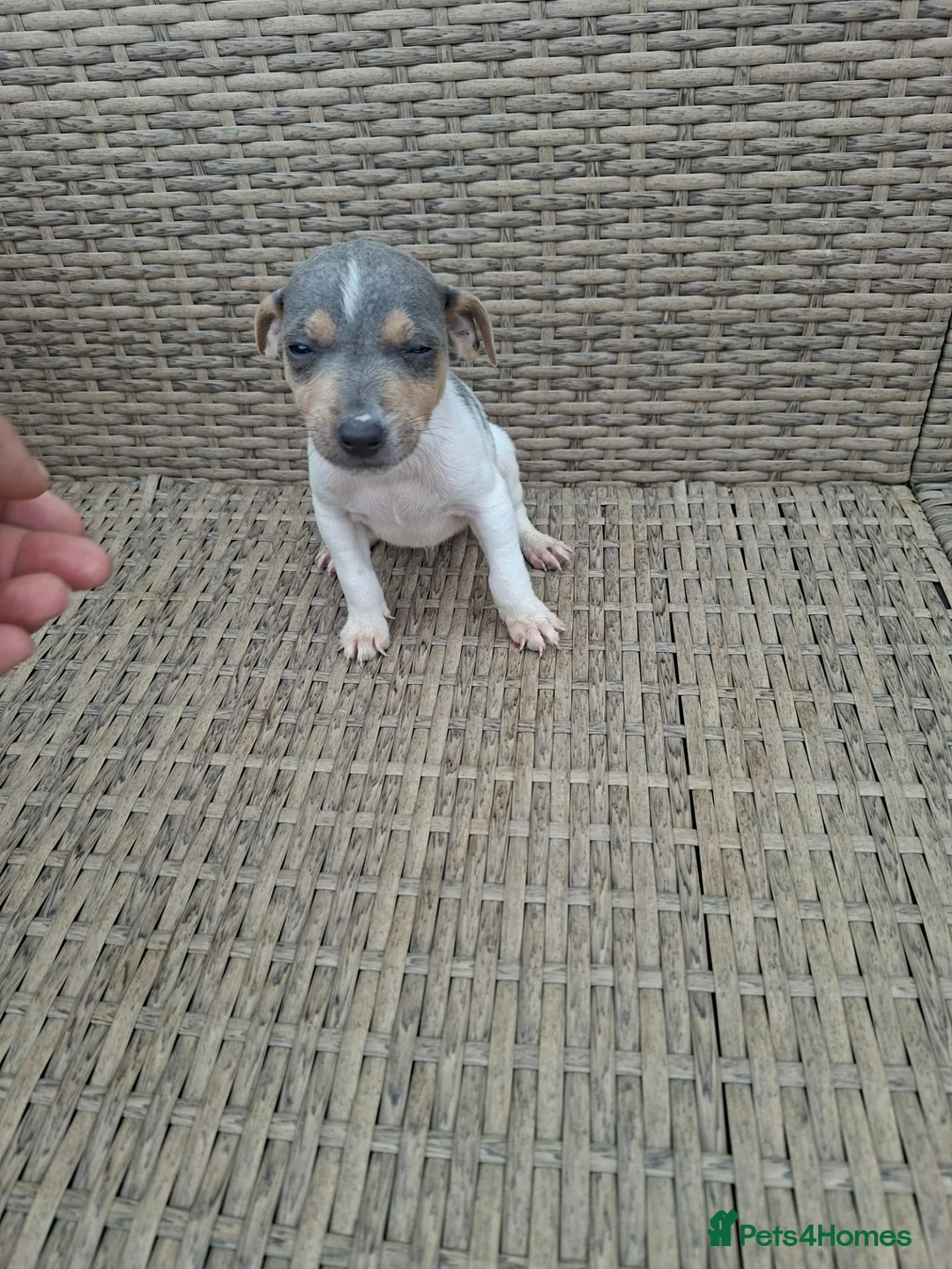 Jack Russell dogs for sale: Jack russell pup - Advert 2