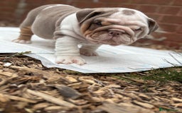 English Bulldog dogs for sale: Mr muscles pup 7 weeks old ready to go 28th  - Image 29