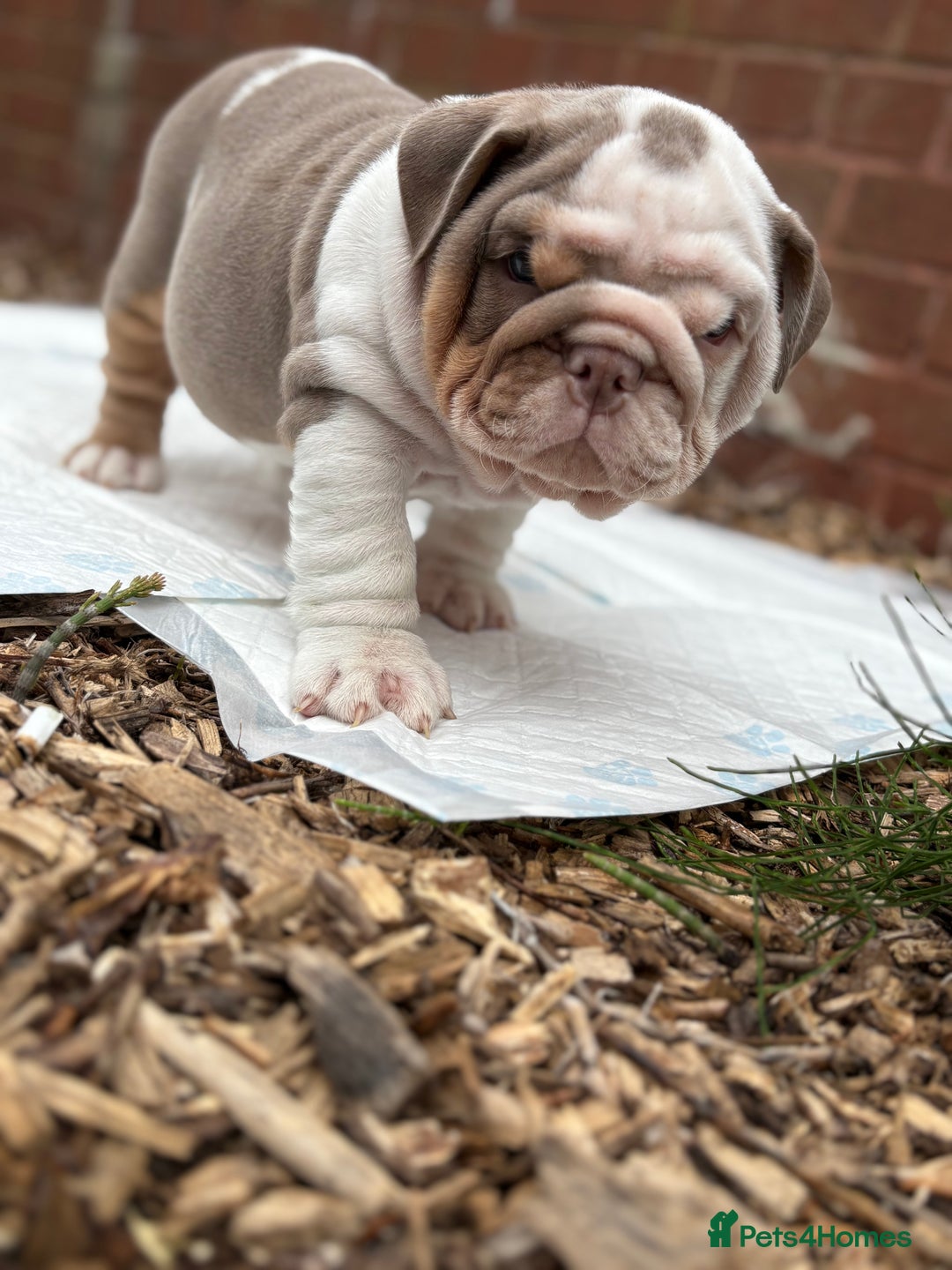 English Bulldog dogs for sale: Mr muscles pup 7 weeks old ready to go 28th  - Image 29