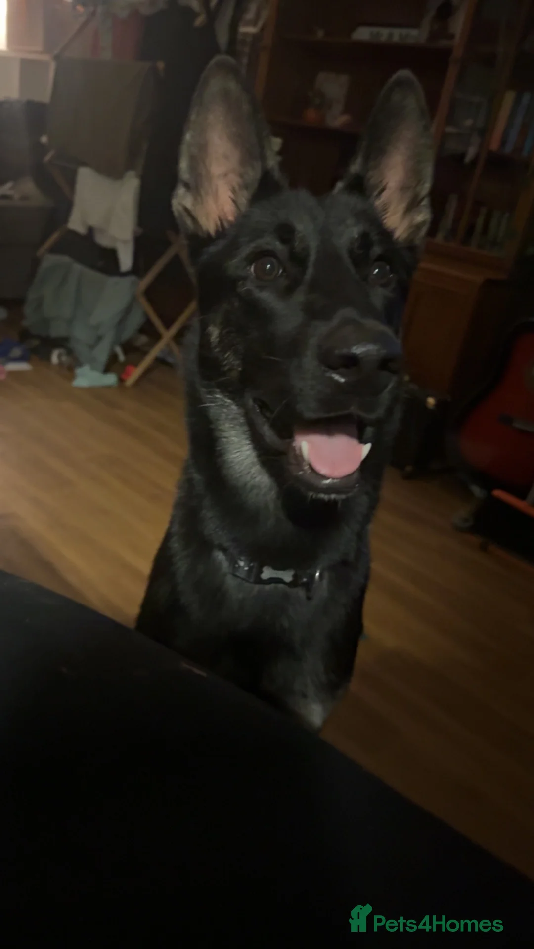 Mixed Breed dogs for sale: 10 month old GSD Malinois  - Advert 2