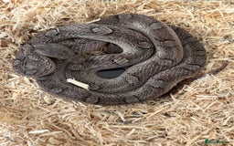 Corn Snake reptiles for sale: Charcoal Corn Snake morph and 3ft viv set up - Advert 1