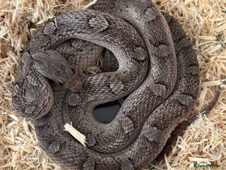 Corn Snake reptiles for sale: Charcoal Corn Snake morph and 3ft viv set up - Advert 1