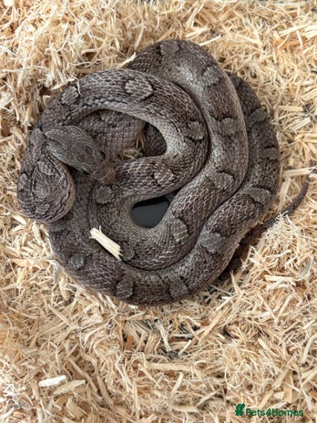 Corn Snake reptiles Charcoal Corn Snake morph and 3ft viv set up - Advert 1