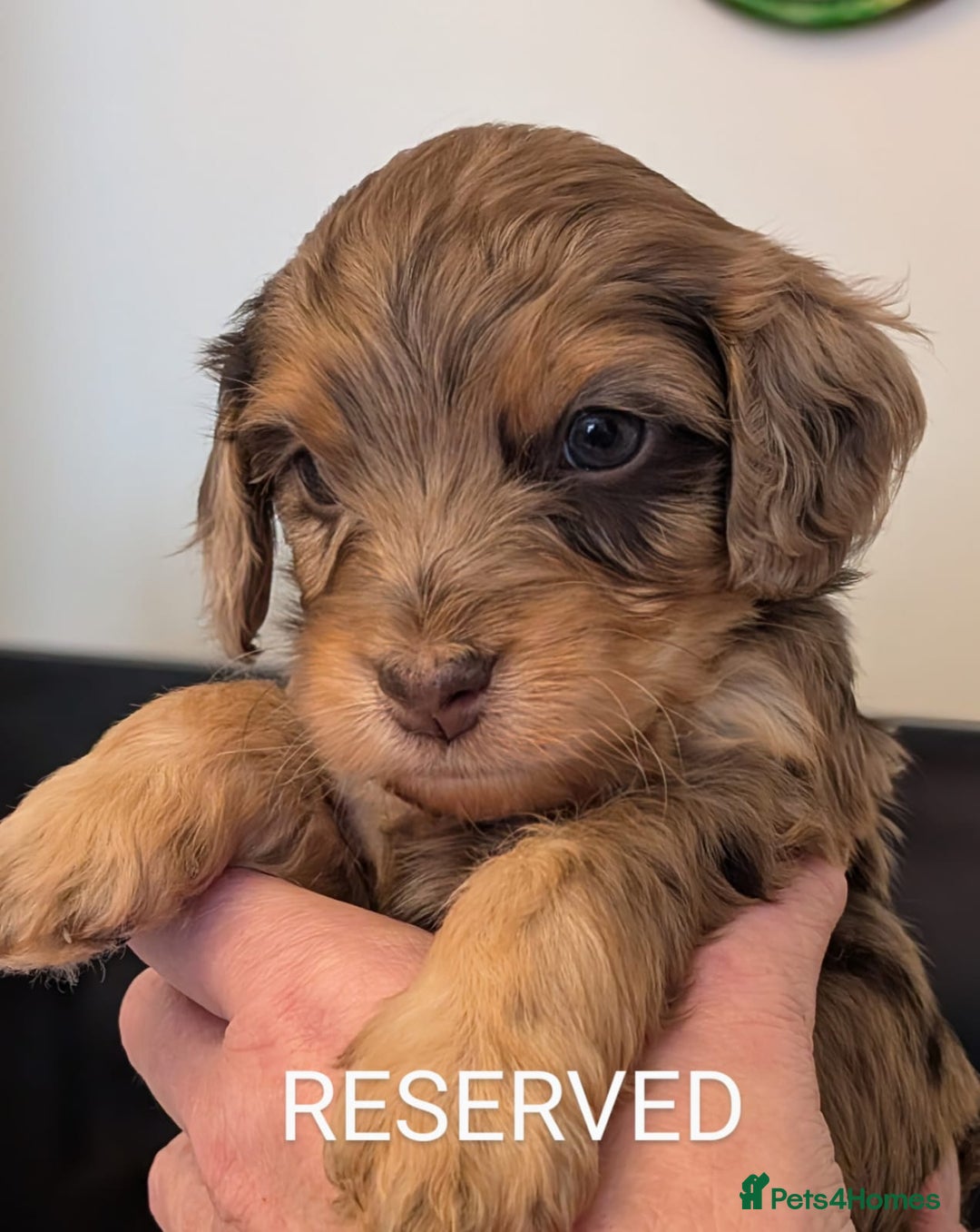 Mixed Breed dogs for sale: Beautiful Miniature Cockerdoodle pups - Image 10