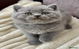British Shorthair cats for sale: Gorgeous British Blue Kittens - Image 3