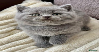 British Shorthair cats - Advert 15