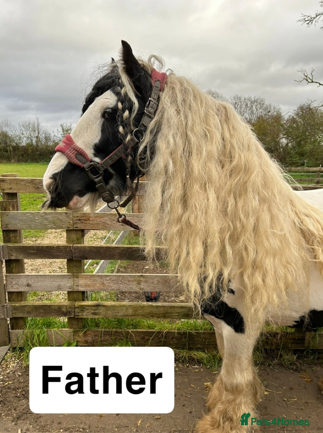 Irish Cob horses for sale: Filly for full loan or sale  - Advert 19