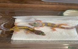 Leopard Gecko reptiles for sale: Leopard gecko babies  - Image 4