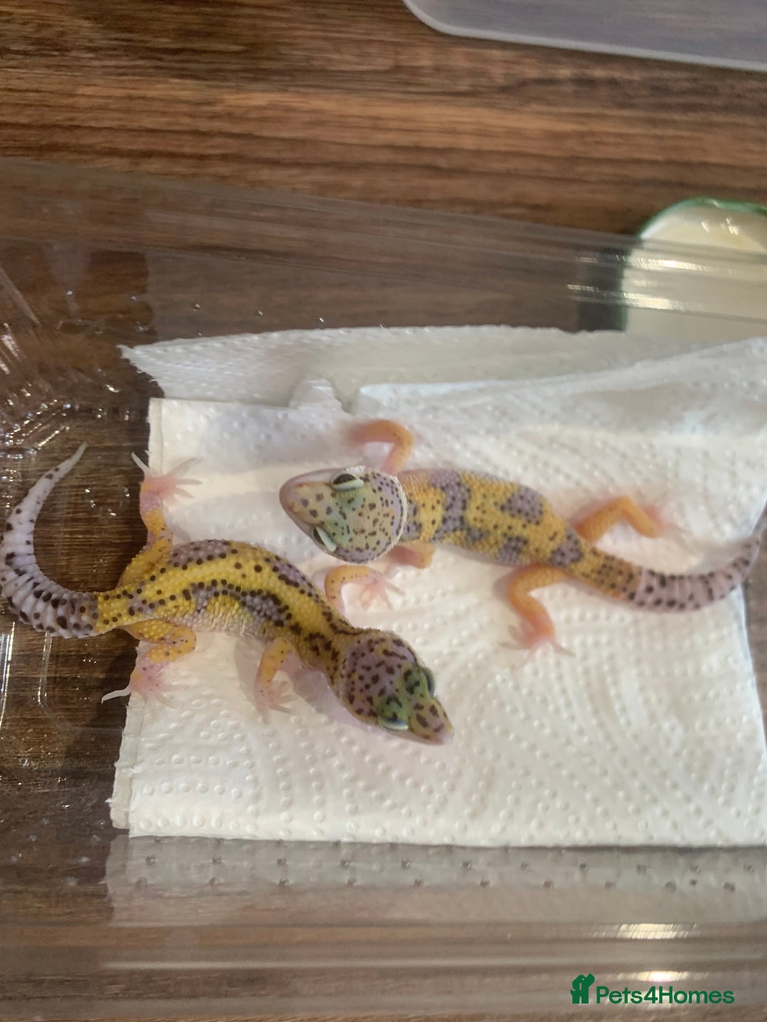 Leopard Gecko reptiles for sale: Leopard gecko babies  - Image 4