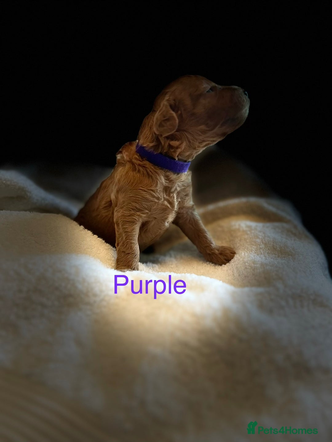 Cockapoo dogs for sale: ⭐️Exceptional litter - Cockapoo F1BB⭐️ - Image 23