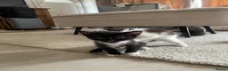 Domestic Shorthair cats for sale: Three loveable tuxes :) in Harlow - Advert 3