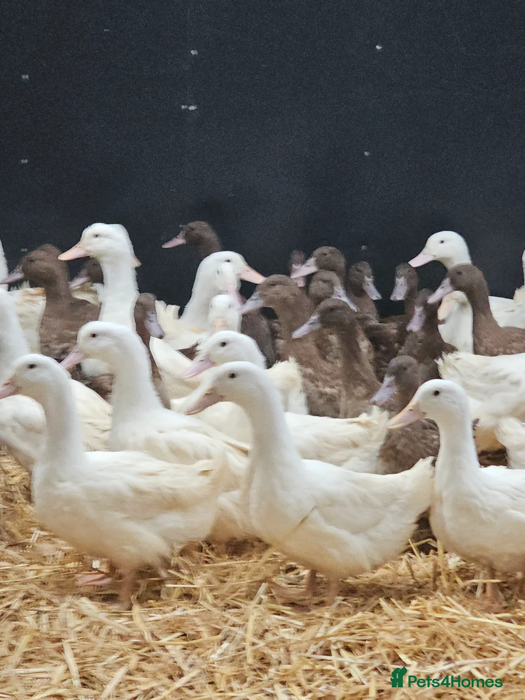 Ducks poultry for sale: Khaki campbell and cherry valley  - Advert 1