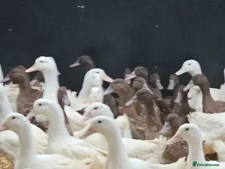 Ducks poultry Khaki campbell and cherry valley - Advert 4