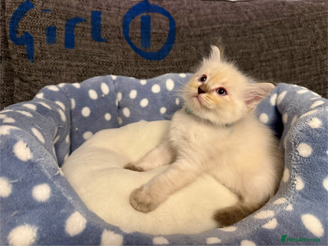 Ragdoll cats for sale: Beautiful Rag doll kittens for sale  - Image 13