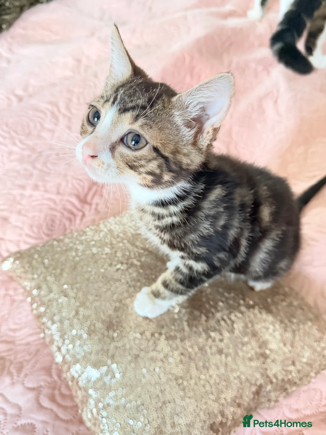 British Shorthair cats for sale: Purr-fect  **  Kittens Ready for new home - Advert 18