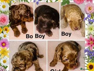Cockapoo dogs DNA TESTED, Beautiful Cockapoos, Ready 6th May - Advert 11