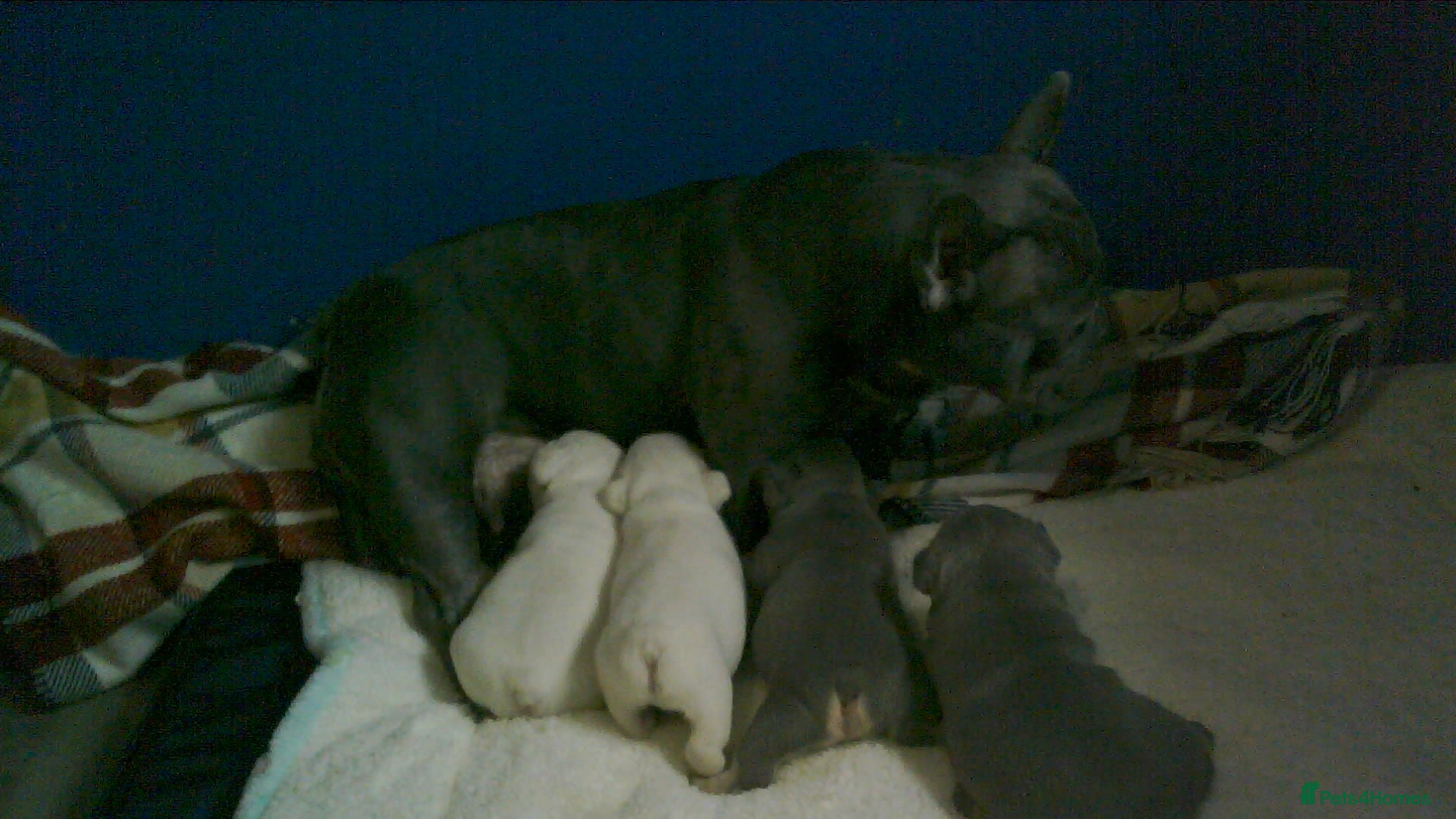 French Bulldog dogs FRENCH BULLDOG PUPPYS - Advert 15