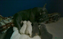 French Bulldog dogs for sale: FRENCH BULLDOG PUPPYS - Image 4
