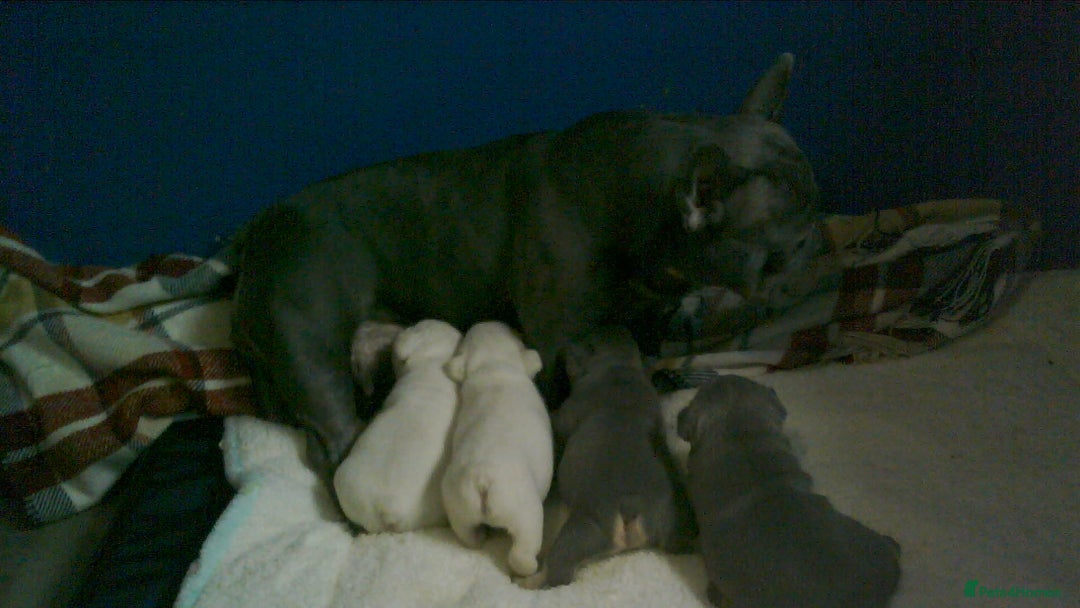 French Bulldog dogs for sale: FRENCH BULLDOG PUPPYS - Image 4
