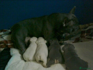 French Bulldog dogs FRENCH BULLDOG PUPPYS - Advert 15