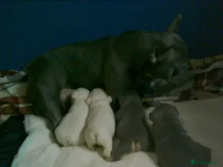 French Bulldog dogs FRENCH BULLDOG PUPPYS - Advert 5