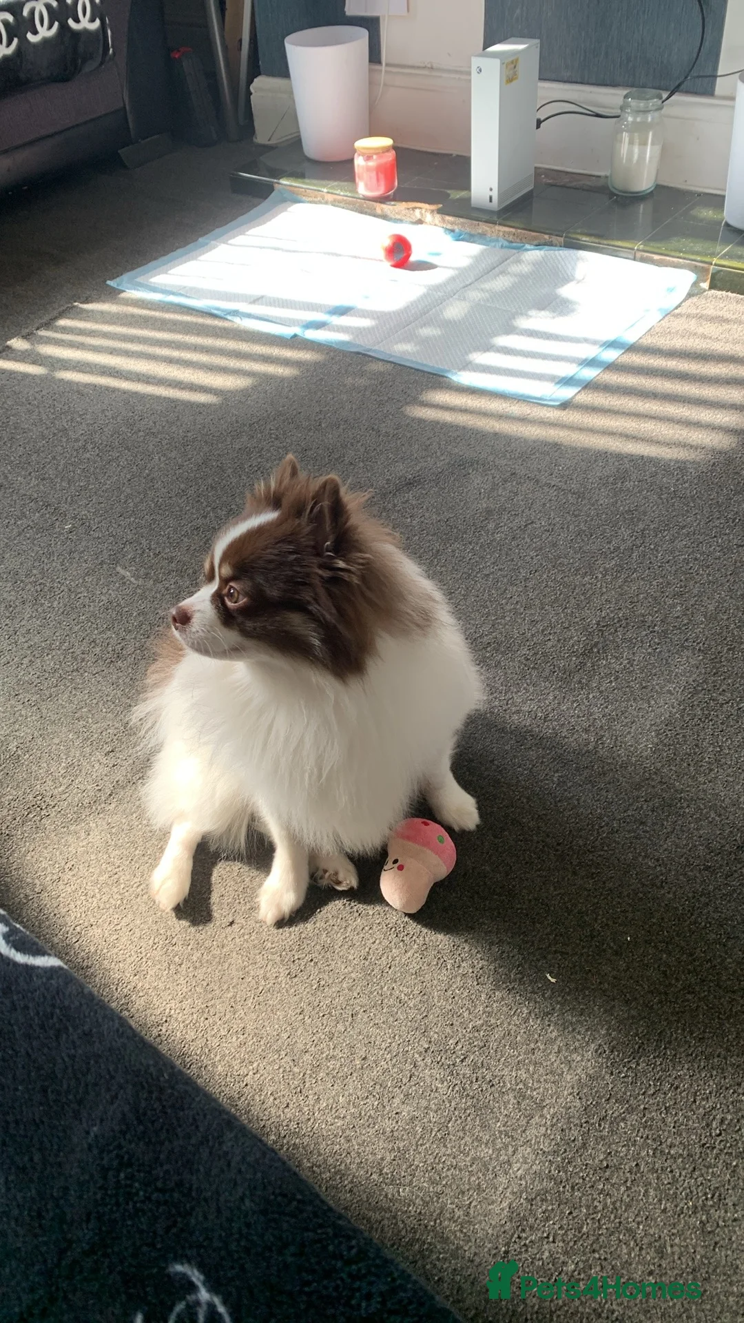 Pomeranian dogs for sale: Beautiful 3 year old fox faced Pomeranian male  - Advert 12