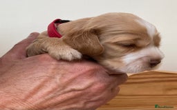 Cocker Spaniel dogs for sale: Adorable show cocker spaniels - Image 14