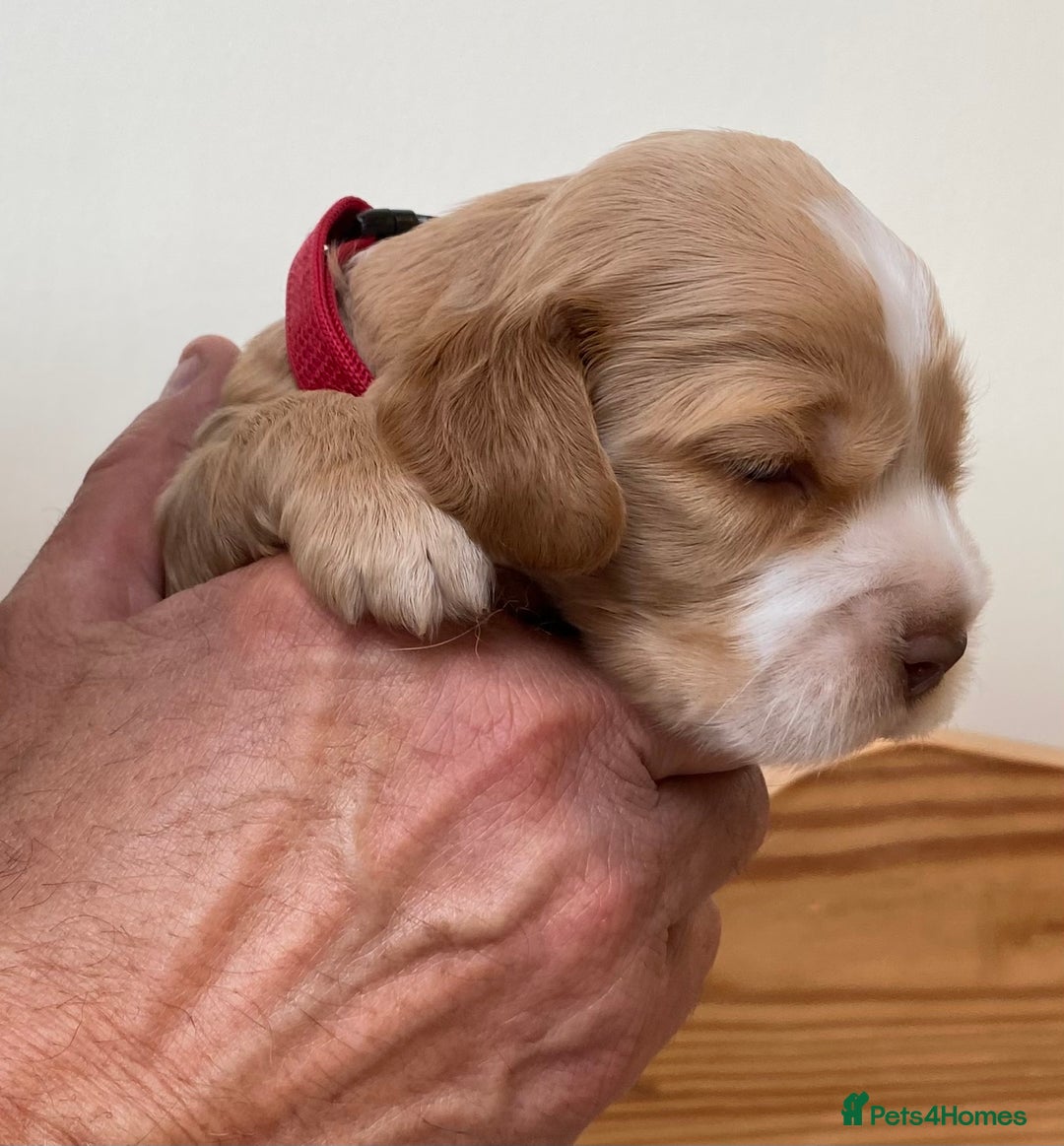 Cocker Spaniel dogs for sale: Adorable show cocker spaniels - Image 14