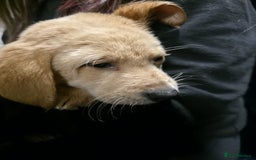 Labrador Retriever dogs for sale: Golden Labrador puppies  - Image 37