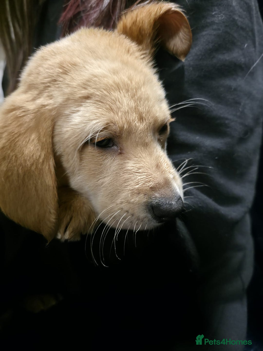 Labrador Retriever dogs for sale: Golden Labrador puppies  - Image 37