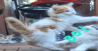 Mixed Breed cats - Advert 12