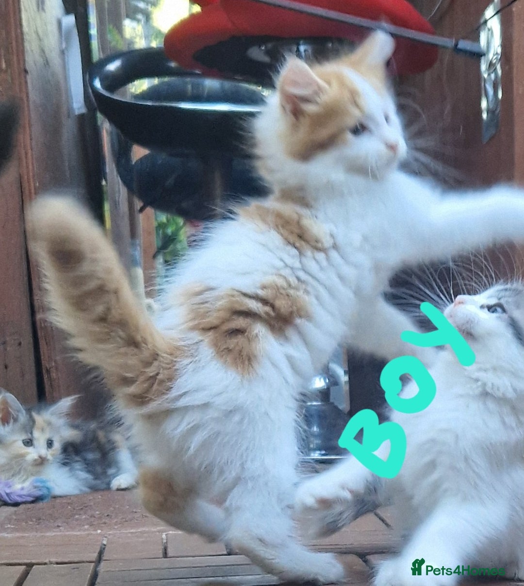 Mixed Breed cats for sale: Sweet Maine Coon mix for sale - Image 3