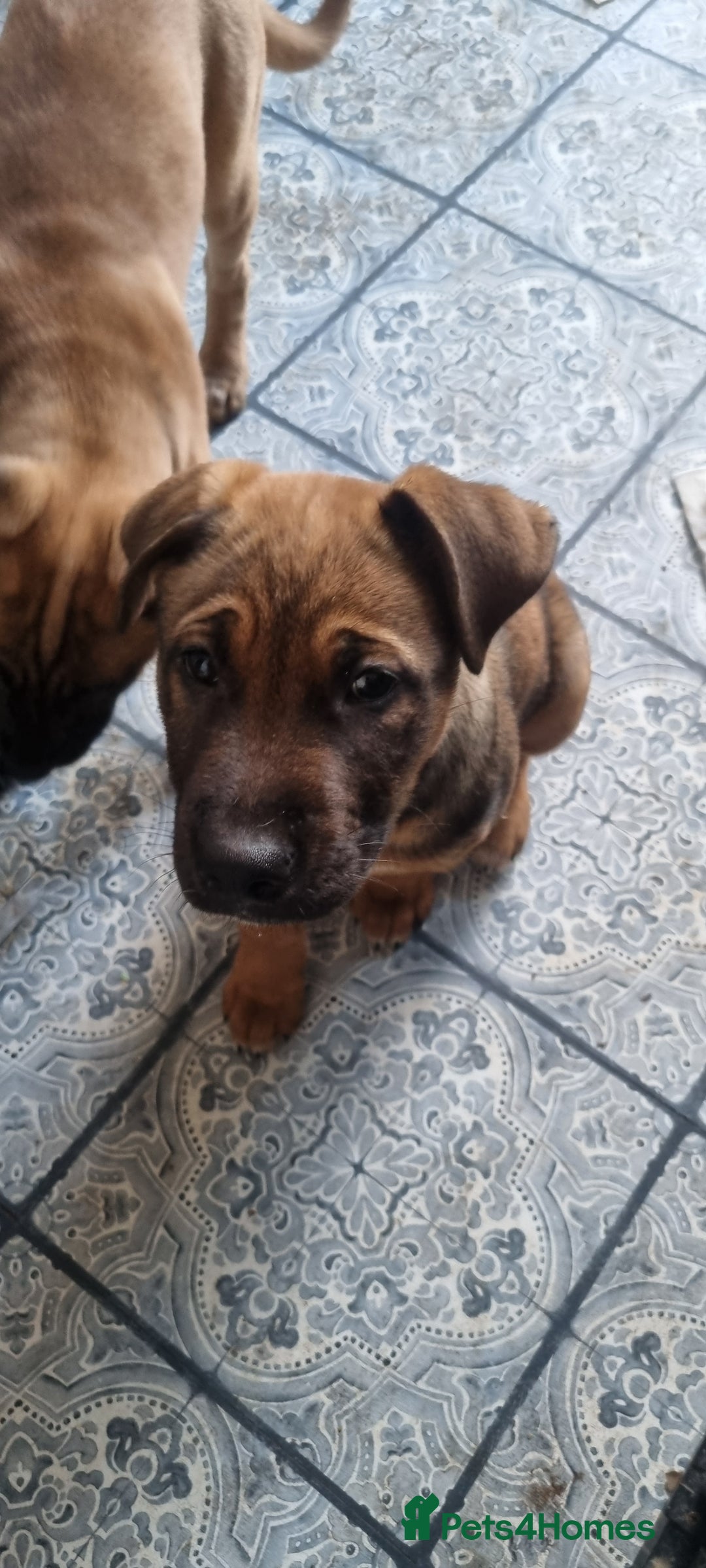 Mixed Breed dogs for sale:  pups - Advert 5
