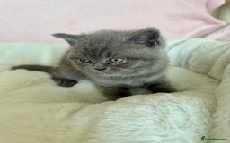 British Shorthair cats for sale: British shorthair kitten  - Image 2