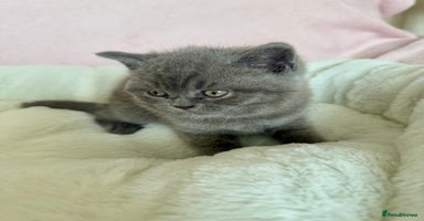 British Shorthair cats - Advert 15