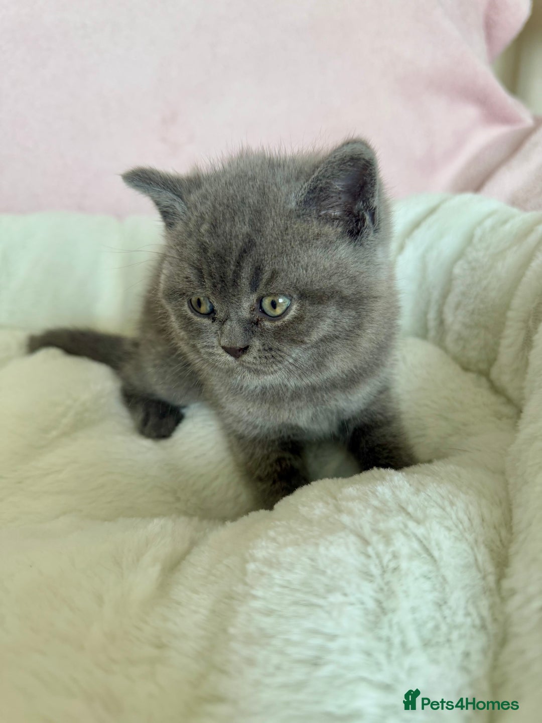 British Shorthair cats for sale: British shorthair kitten  - Image 2